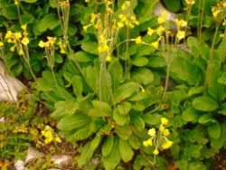 2013-08-18_Regina-F-Rau_Schachen_Blumen  (019).JPG